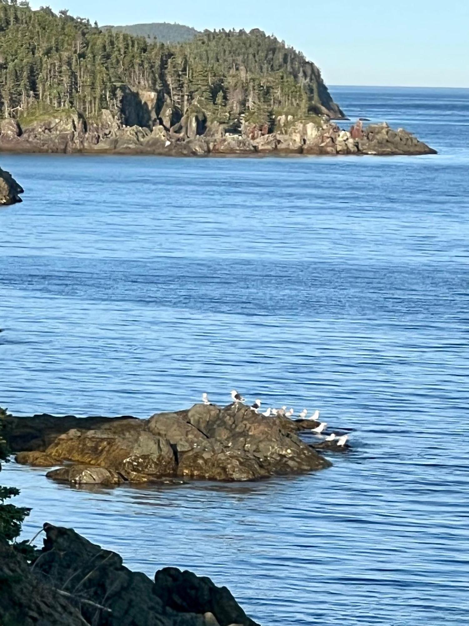 The View Suites And Breakfast In Triton, Newfoundland Pilley's Island Экстерьер фото